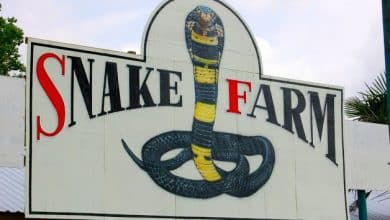 Snake Farming Business