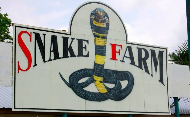 How To Start Snake Farming Business In Nigeria - Careerinfos.com