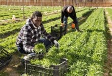 UK Farm Work Visa Sponsorship Jobs