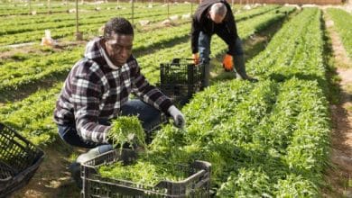 UK Farm Work Visa Sponsorship Jobs